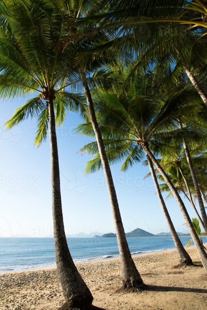 palm trees waterfront at Palm Cove - Australian Stock Image