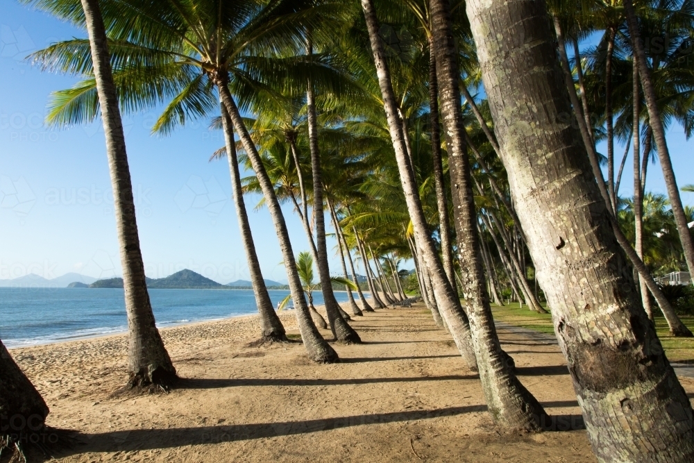 palm trees waterfront at Palm Cove - Australian Stock Image