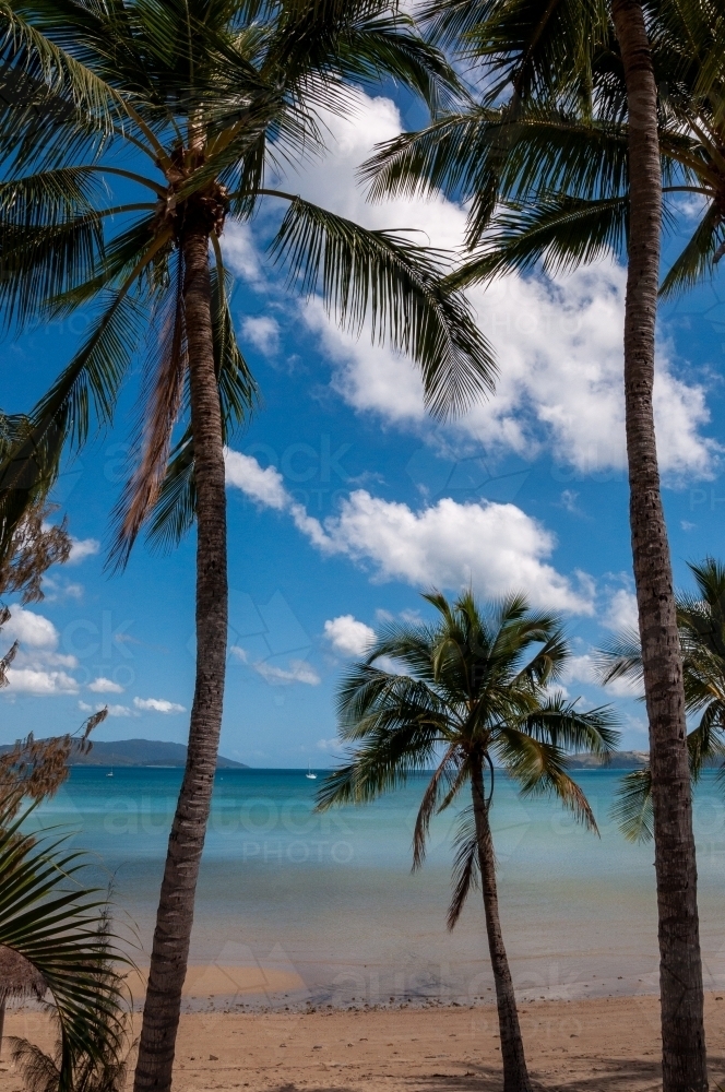 Palm Trees, Whitsunday Islands, Queensland - Australian Stock Image