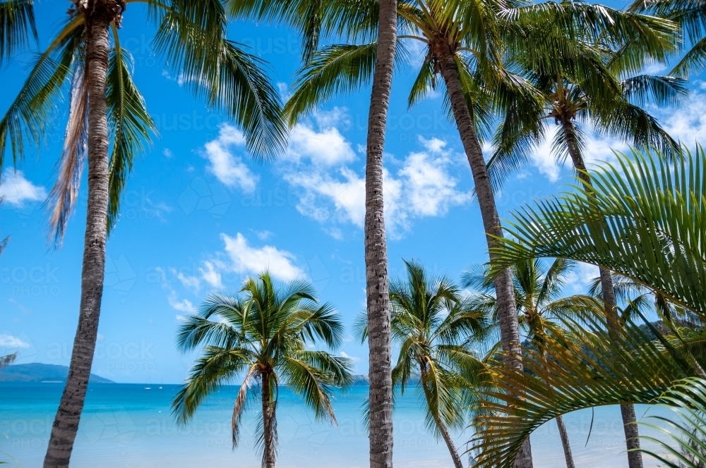 Palm Trees, Whitsunday Islands, Queensland - Australian Stock Image