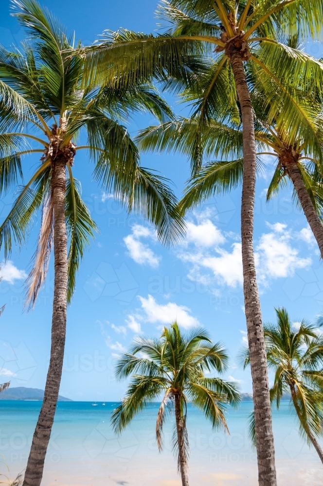 Palm Trees, Whitsunday Islands, Queensland - Australian Stock Image