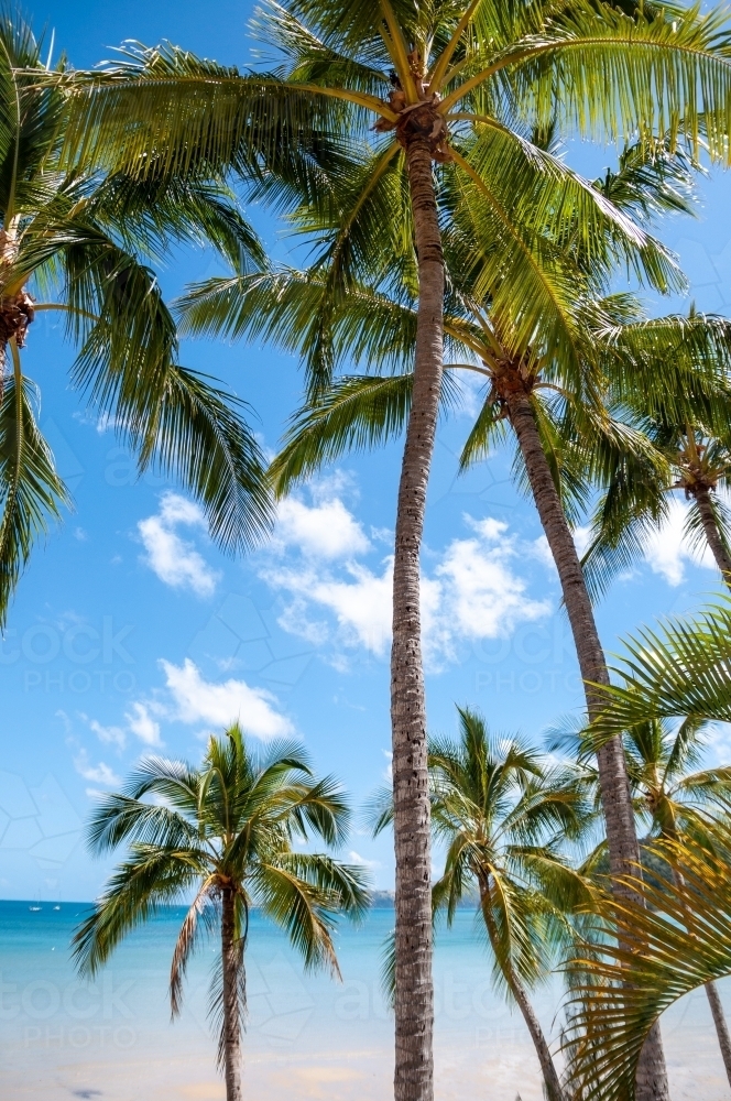 Palm Trees, Whitsunday Islands, Queensland - Australian Stock Image