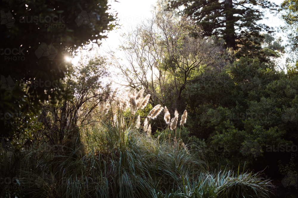 Pampas grass glowing in late afternoon sunshine beside pond in the Adelaide Botanic Gardens - Australian Stock Image