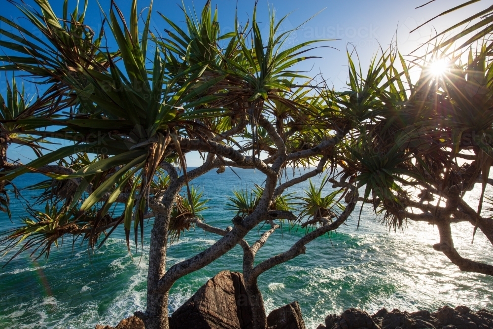 Pandanus Tree at Cabarita Beach - Australian Stock Image