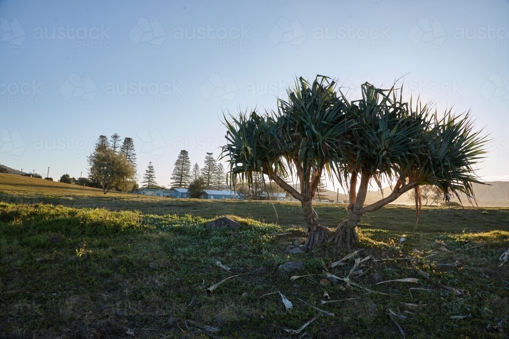 Pandanus tree at sunrise - Australian Stock Image