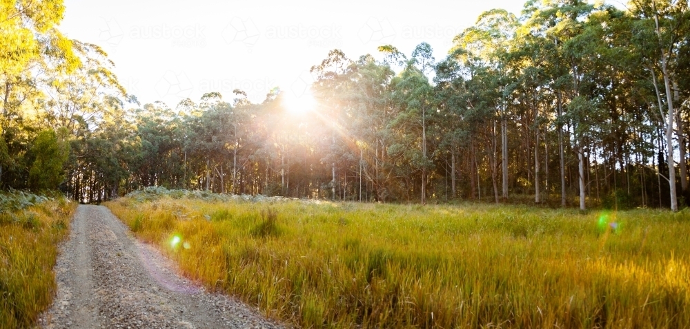 Panorama of gravel driveway and clearing in forest - Australian Stock Image