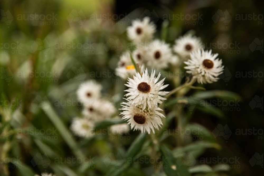 paper daisies - Australian Stock Image