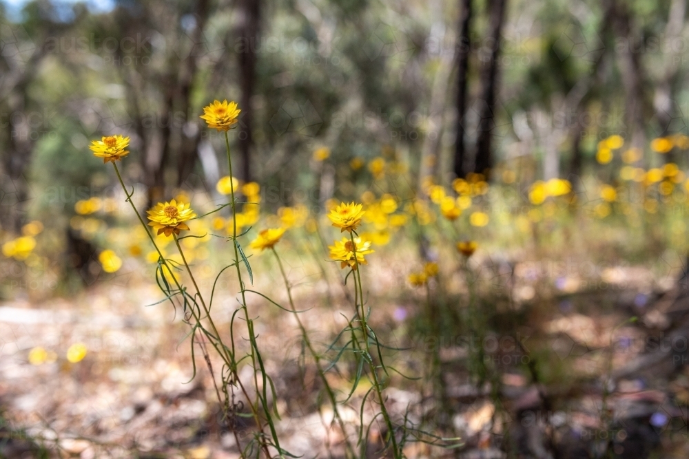 Paper daisy with long stems - Australian Stock Image