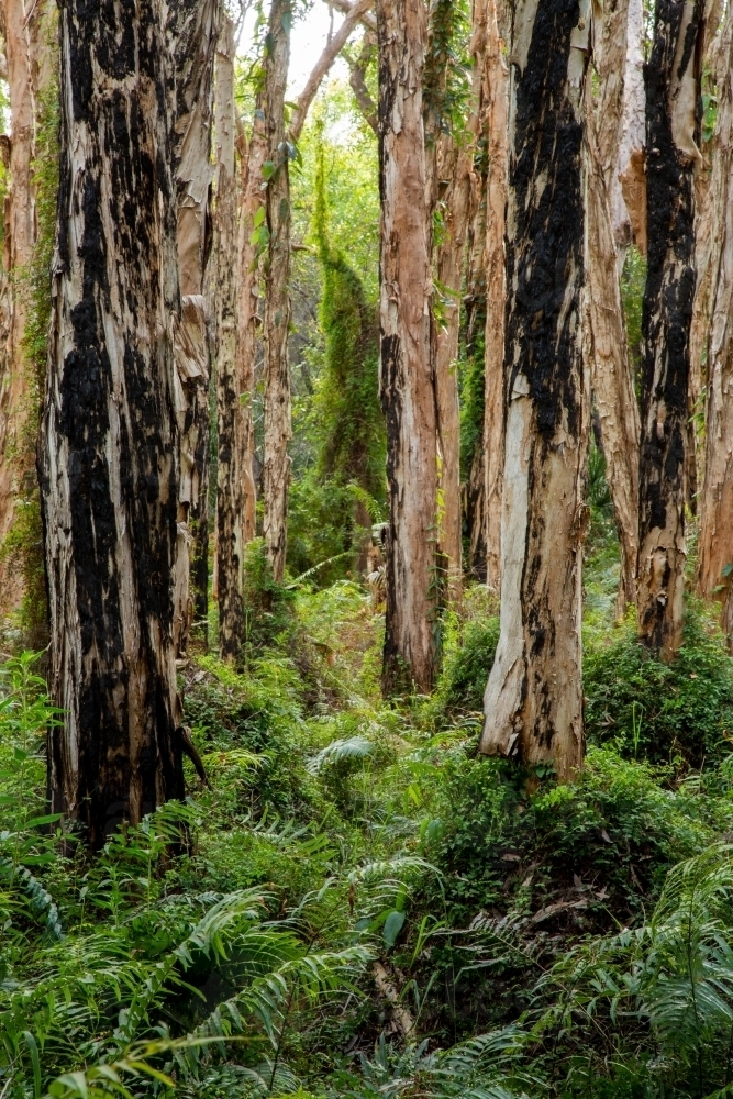 Paperbark tree forest and ferns at Agnes Water, Queensland. - Australian Stock Image