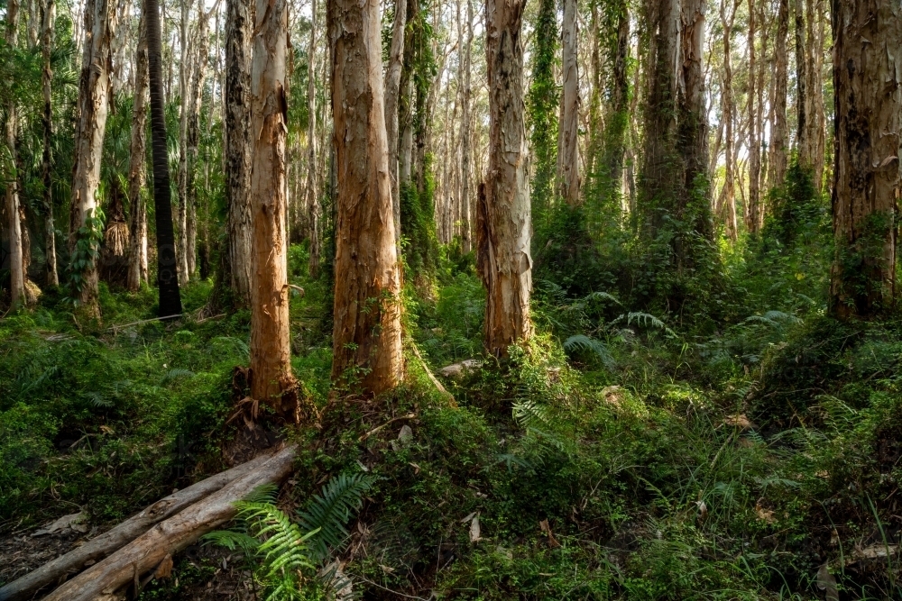 Paperbark trees and ferns at the Paperbark Forest Boardwalk, Agnes Water, Queensland. - Australian Stock Image