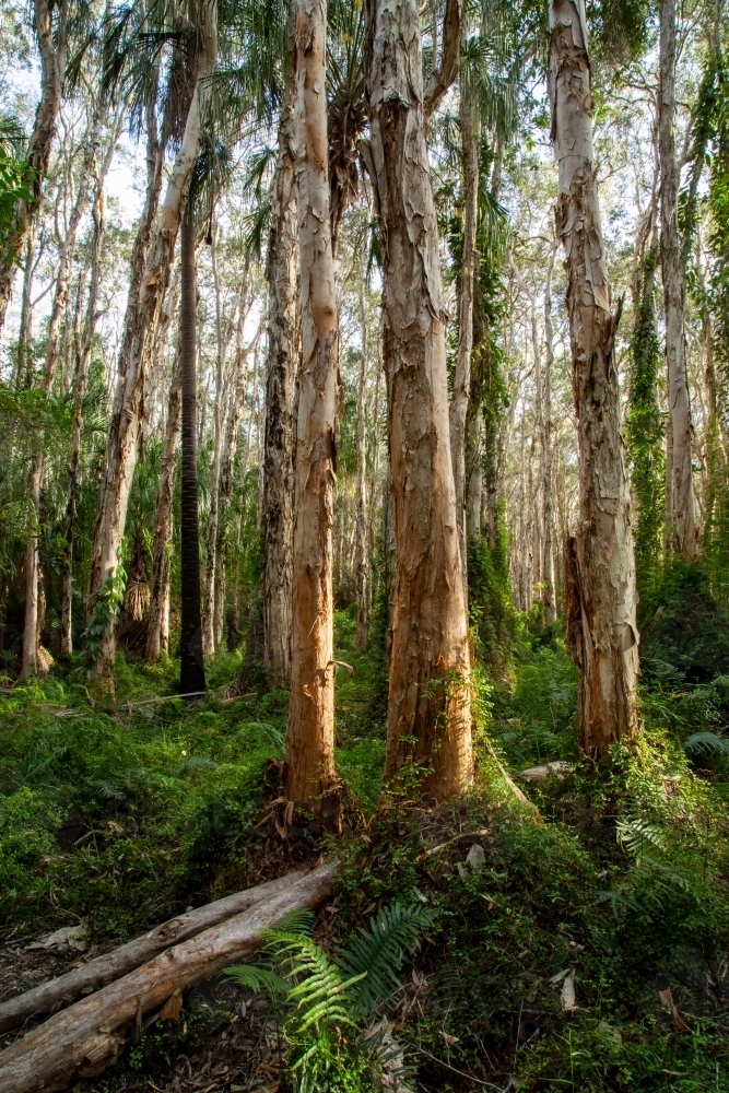 Paperbark trees at the Paperbark Forest Boardwalk, Agnes Water, Queensland. - Australian Stock Image