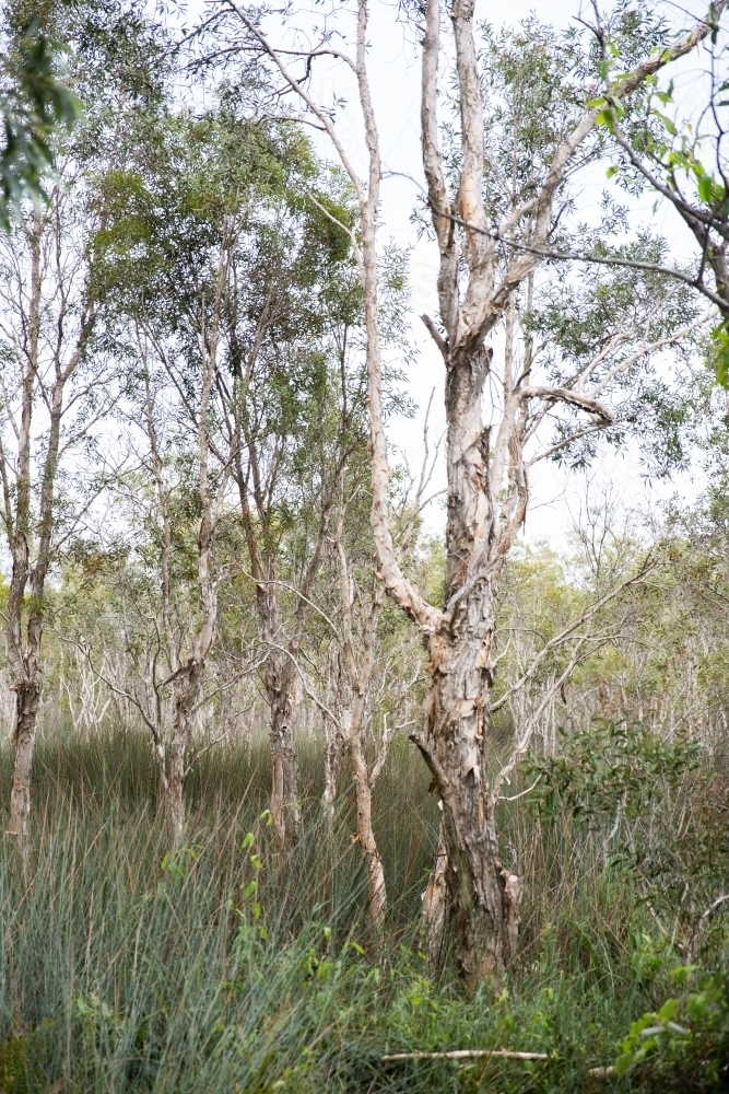 paperbark trees growing in a wetlands habitat - Australian Stock Image