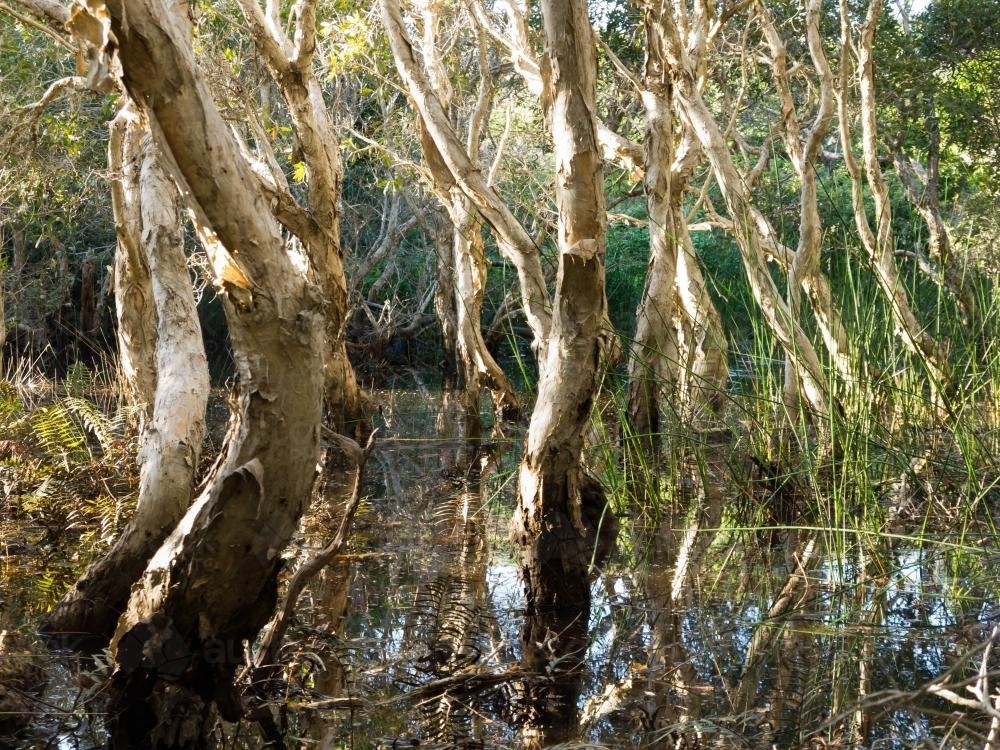 image-of-paperbark-trees-in-a-coastal-swamp-austockphoto