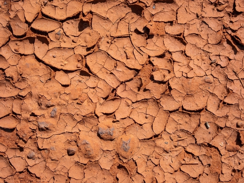 parched earth cracked dried mud - Australian Stock Image