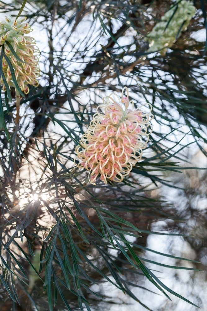 Pastel orange and yellow spider flowers on native grevillea bush backlit by spring sunlight - Australian Stock Image