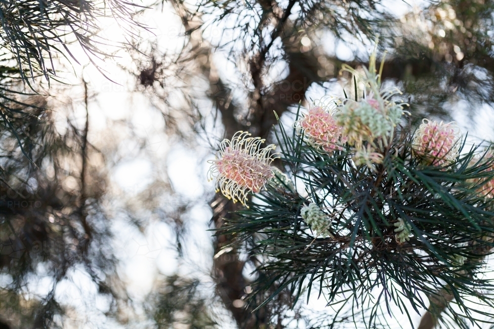 Pastel orange and yellow spider flowers on native grevillea bush backlit by spring sunlight - Australian Stock Image