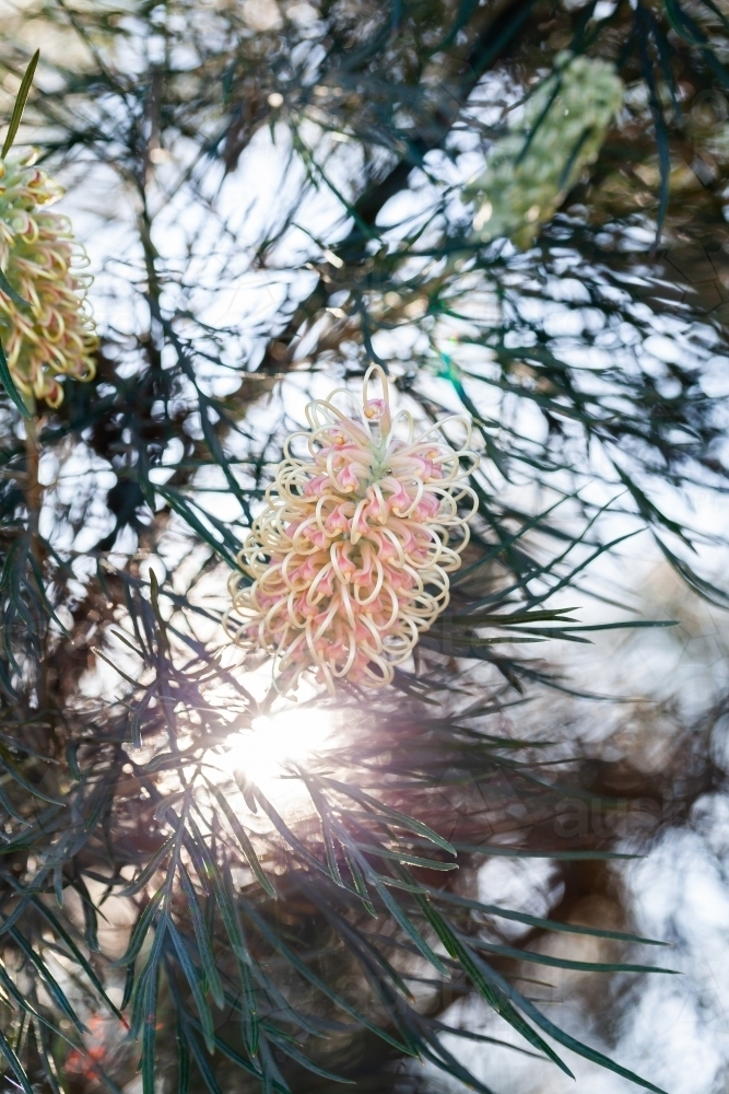 Pastel orange and yellow spider flowers on native grevillea bush backlit by spring sunlight - Australian Stock Image