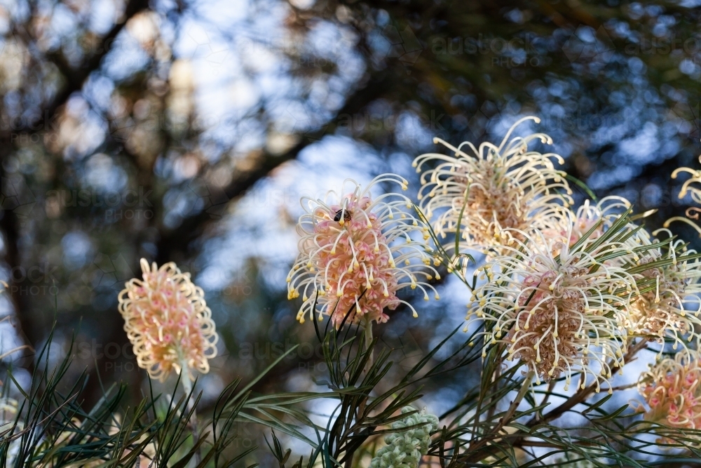 Pastel orange and yellow spider flowers on native grevillea bush backlit by spring sunlight - Australian Stock Image