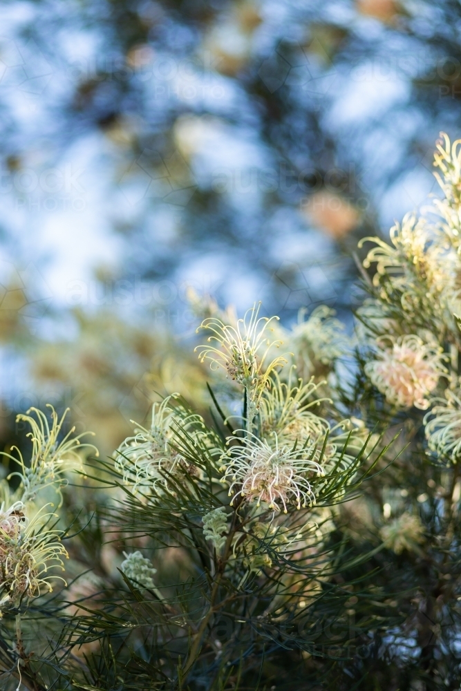 Pastel orange and yellow spider flowers on native grevillea bush backlit by spring sunlight - Australian Stock Image