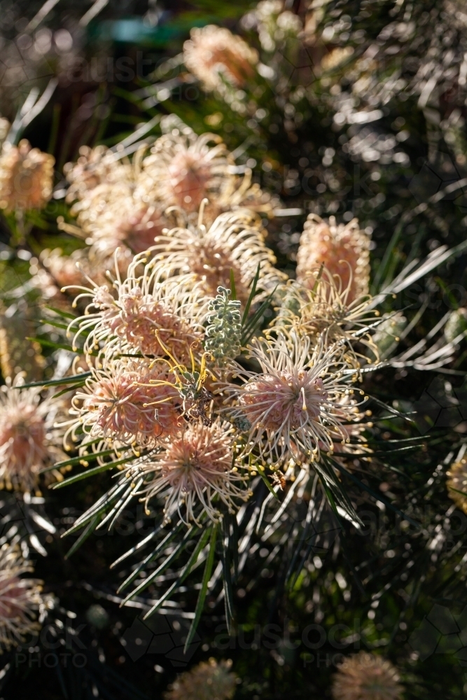 Pastel orange and yellow spider flowers on native grevillea bush backlit by spring sunlight - Australian Stock Image