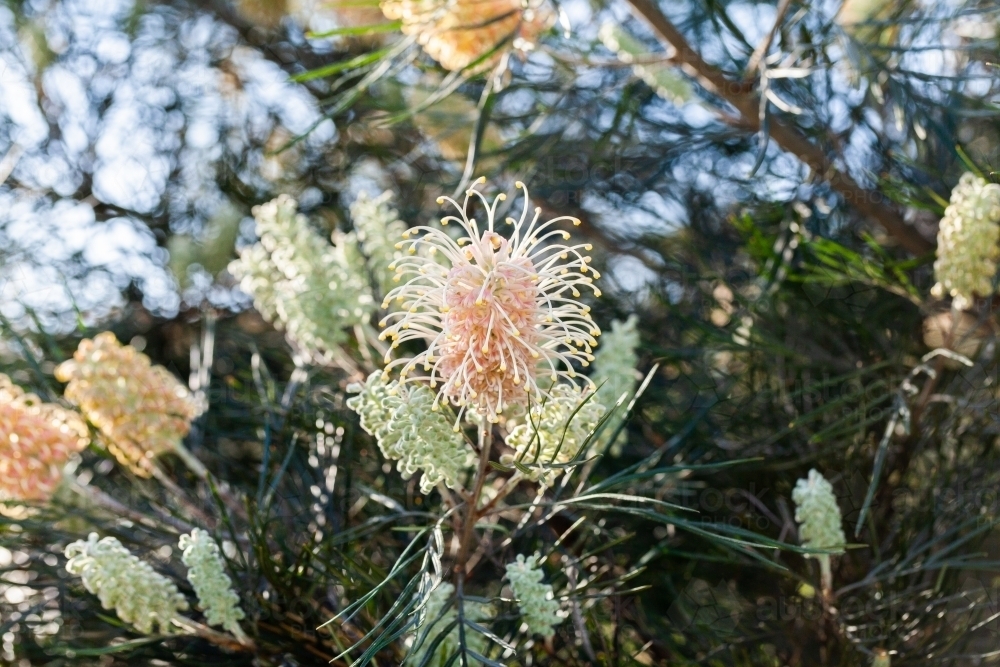 Pastel orange and yellow spider flowers on native grevillea bush backlit by spring sunlight - Australian Stock Image