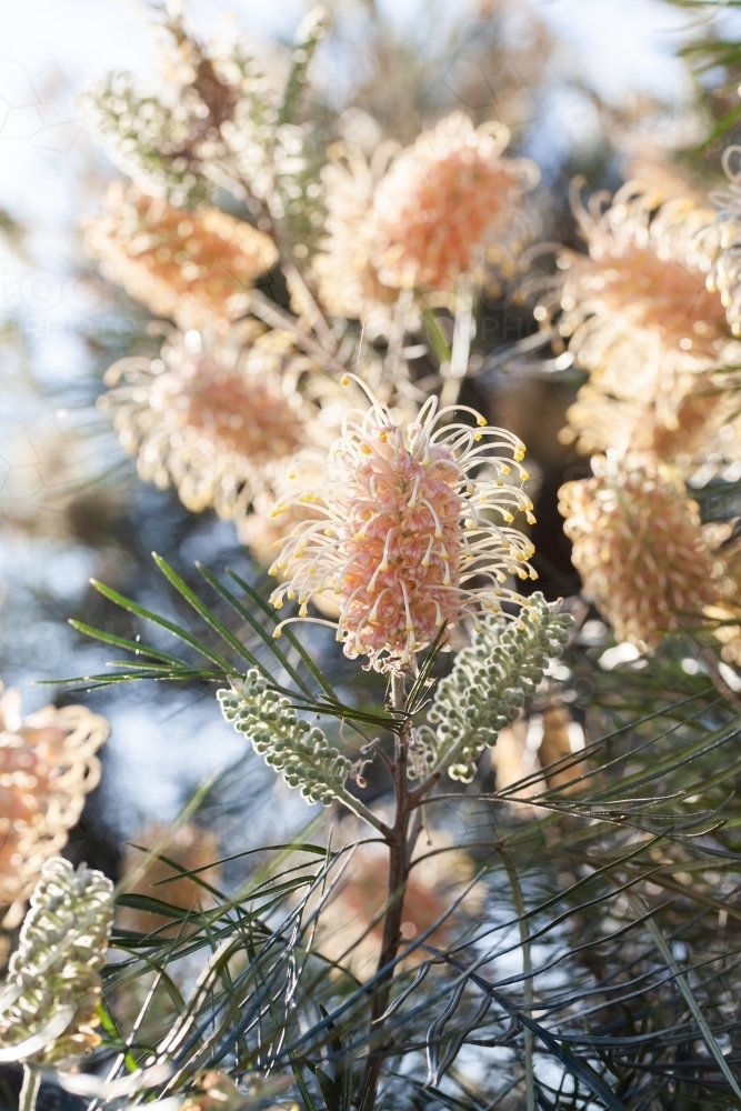 Pastel orange and yellow spider flowers on native grevillea bush backlit by spring sunlight - Australian Stock Image