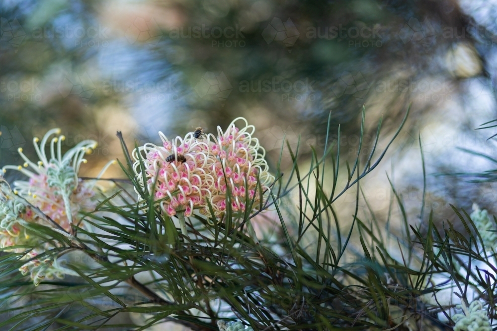 Pastel orange and yellow spider flowers on native grevillea bush backlit by spring sunlight - Australian Stock Image