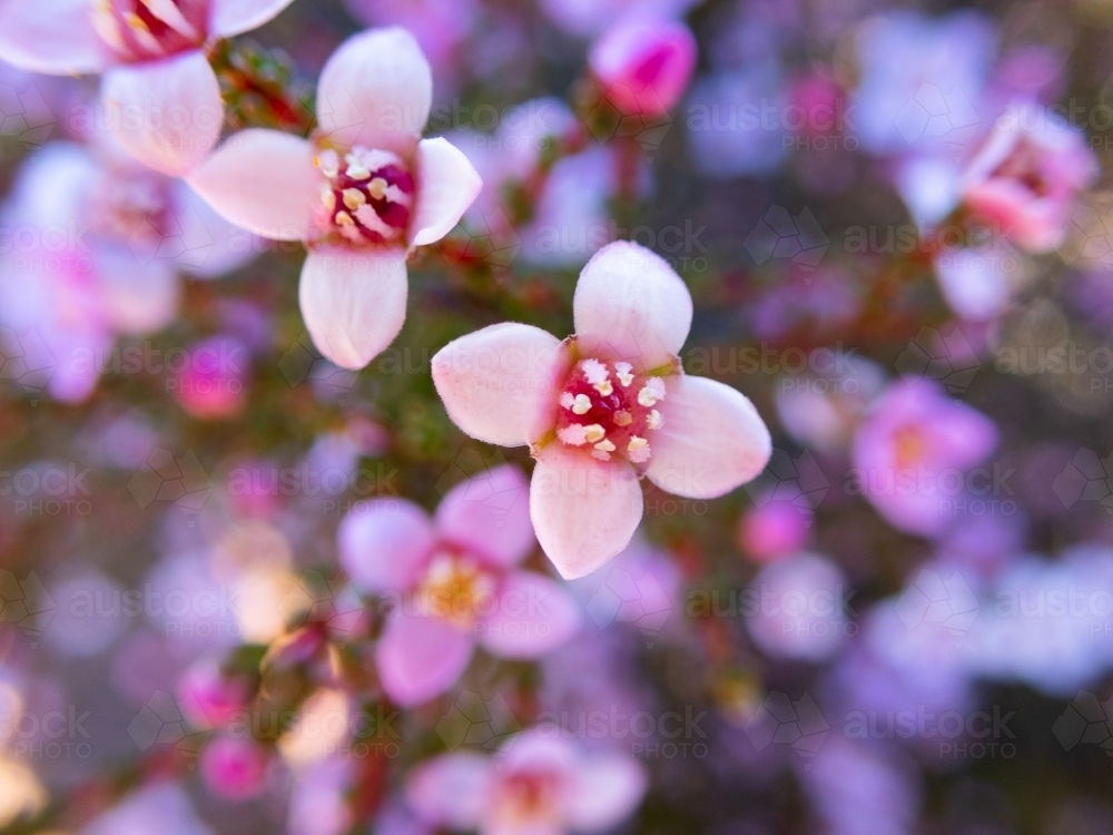 Pastel pink boronia wildflowers with shallow depth of field - Australian Stock Image