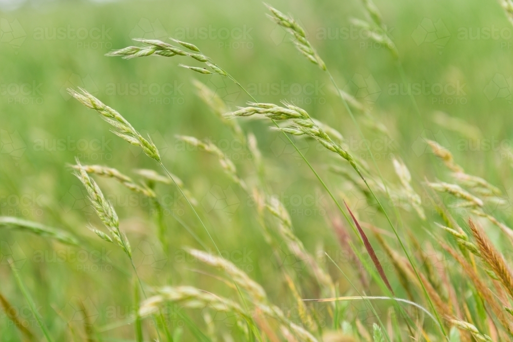 Image of pasture grass going to seed in spring - Austockphoto