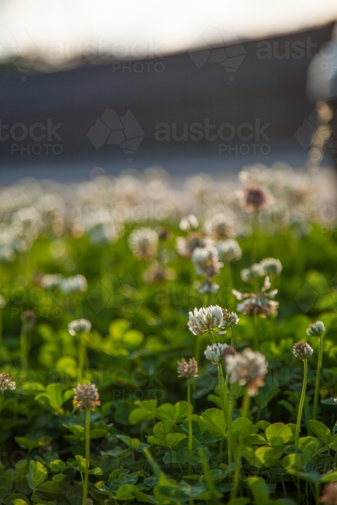 Patch of flowering clover by the roadside - Australian Stock Image