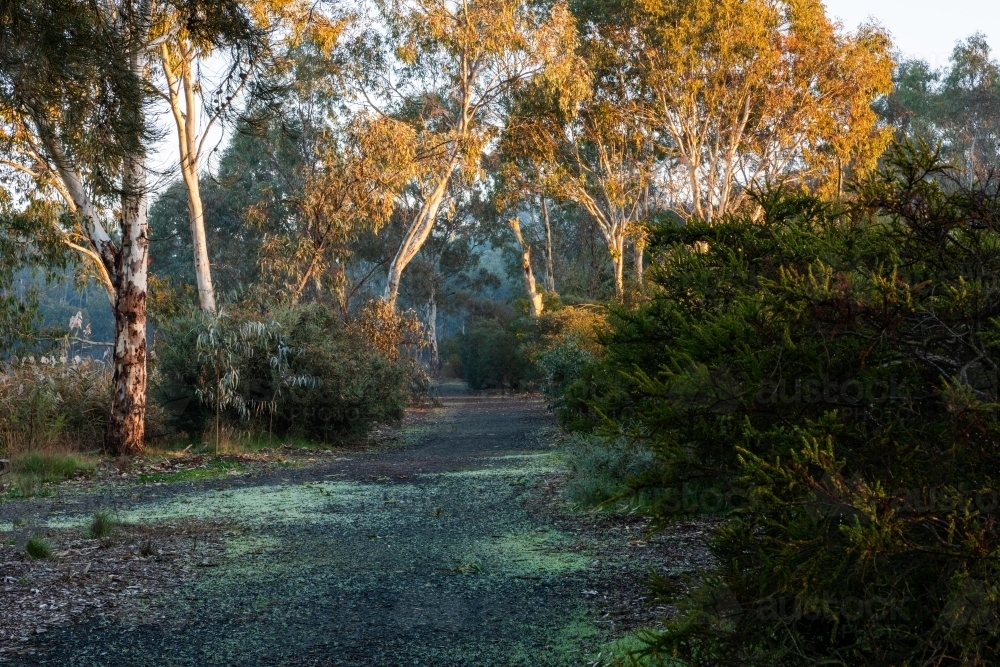 path through bushland in early morning light - Australian Stock Image