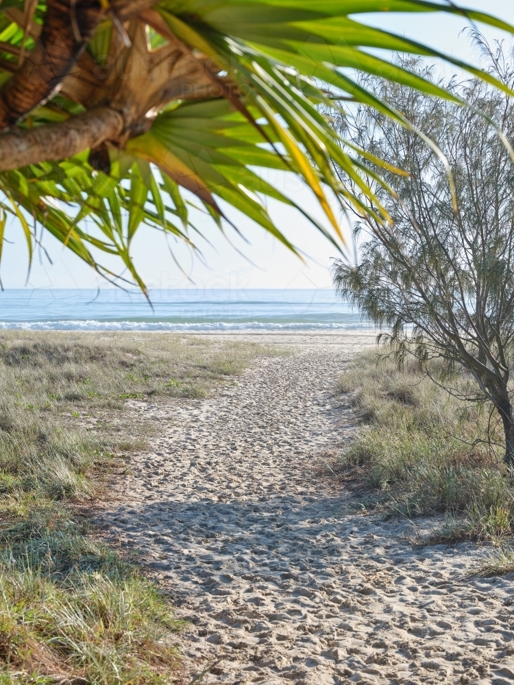 Pathway to beach through grass - Australian Stock Image