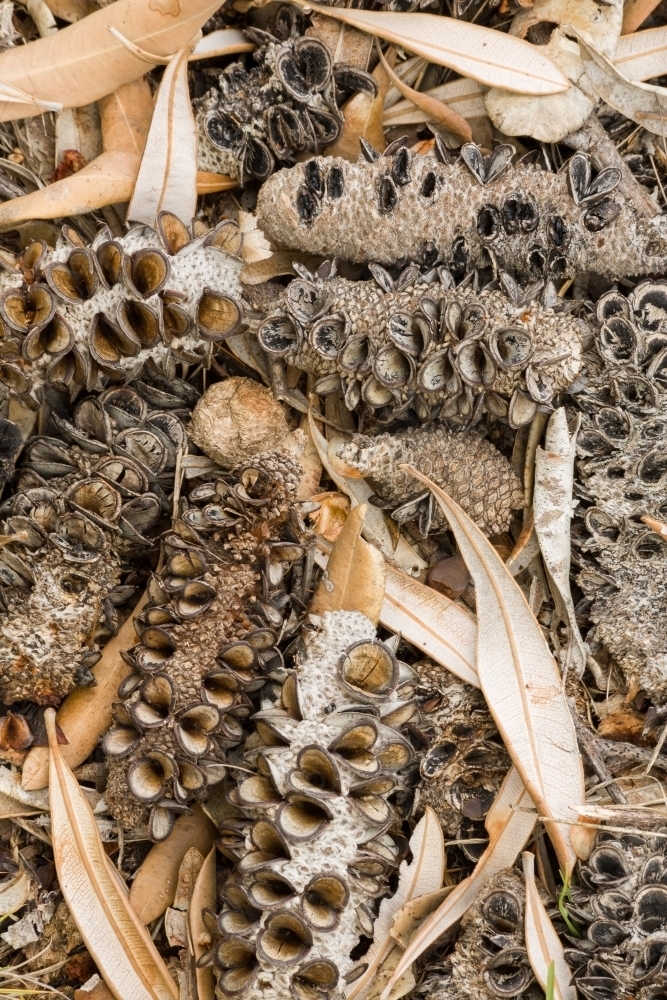 Pattern of banksia cones and leaves on the ground - Australian Stock Image