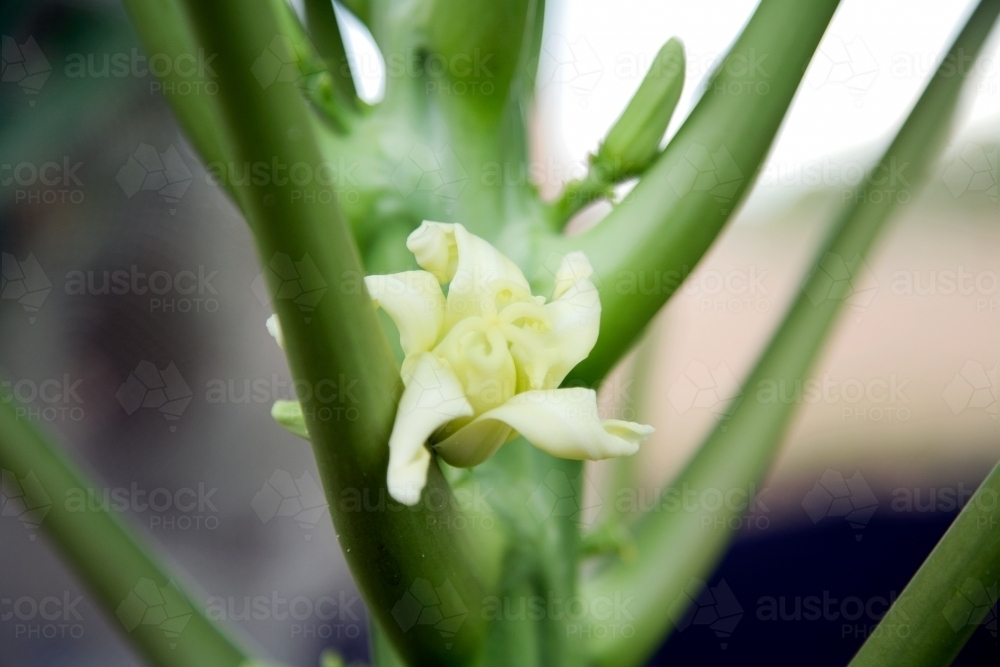 Paw paw flower - Australian Stock Image