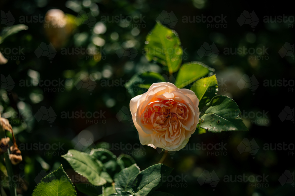 Peach rose glows in sunlight, surrounded by lush green leaves in tranquil garden setting - Australian Stock Image