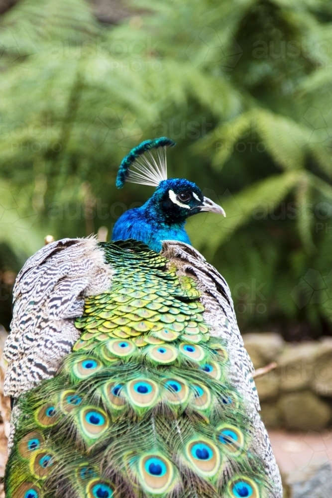 Peacock from behind showing tail feathers - Australian Stock Image