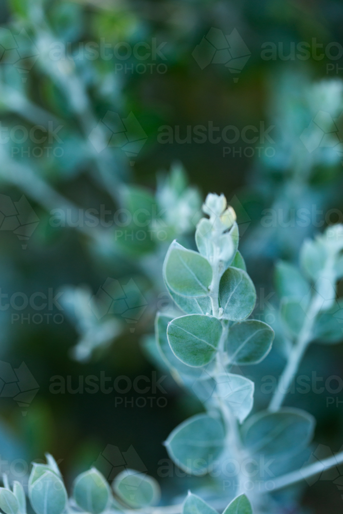 Pearl Wattle plant with soft blue leaves in Australian bushland with out of focus backdrop - Australian Stock Image