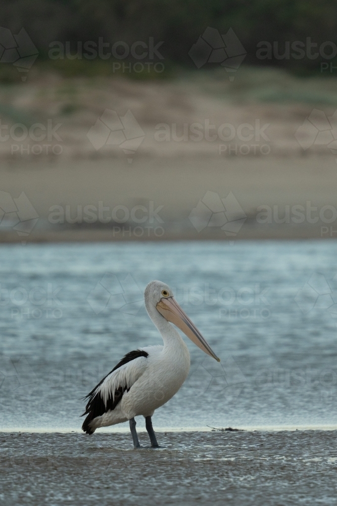 Pelican - Australian Stock Image