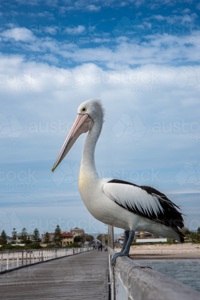 Pelican on jetty railing at Semaphore, Adelaide - Australian Stock Image