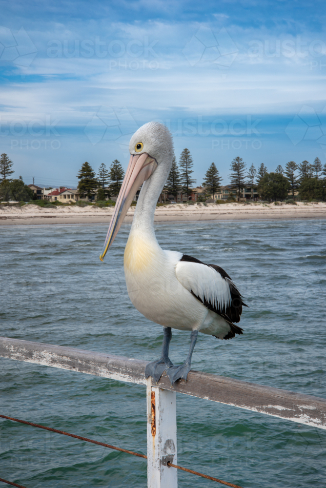 Pelican on jetty railing at Semaphore, Adelaide - Australian Stock Image