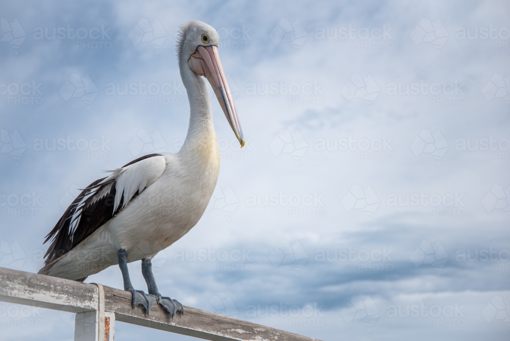 Pelican on jetty railing - Australian Stock Image