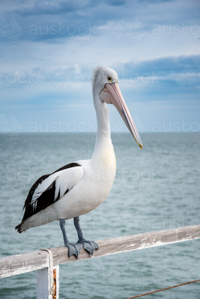 Pelican on jetty railing with the horison in the background - Australian Stock Image