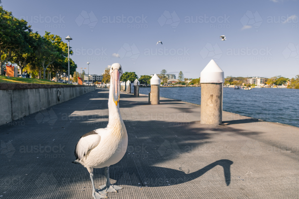 Pelican on the Forster Waterside walkway along the Coolongolook River - Australian Stock Image