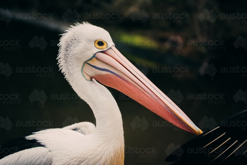 Pelican Portrait - Australian Stock Image