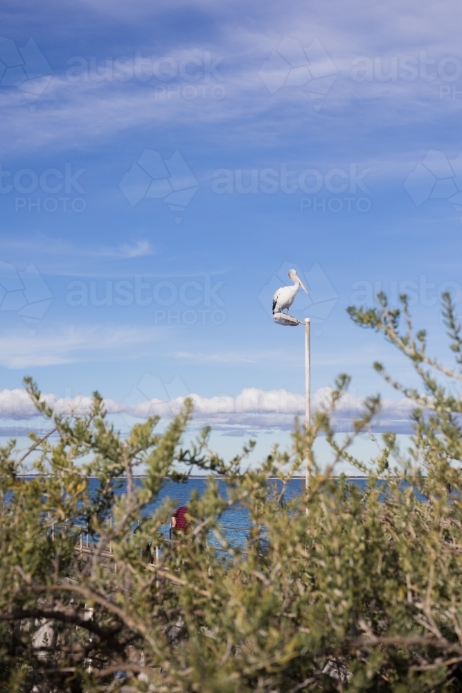 Pelican sitting atop the light post - Australian Stock Image