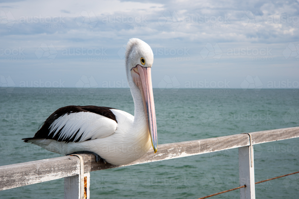 Pelican sitting on jetty railing at Semaphore, Adelaide - Australian Stock Image