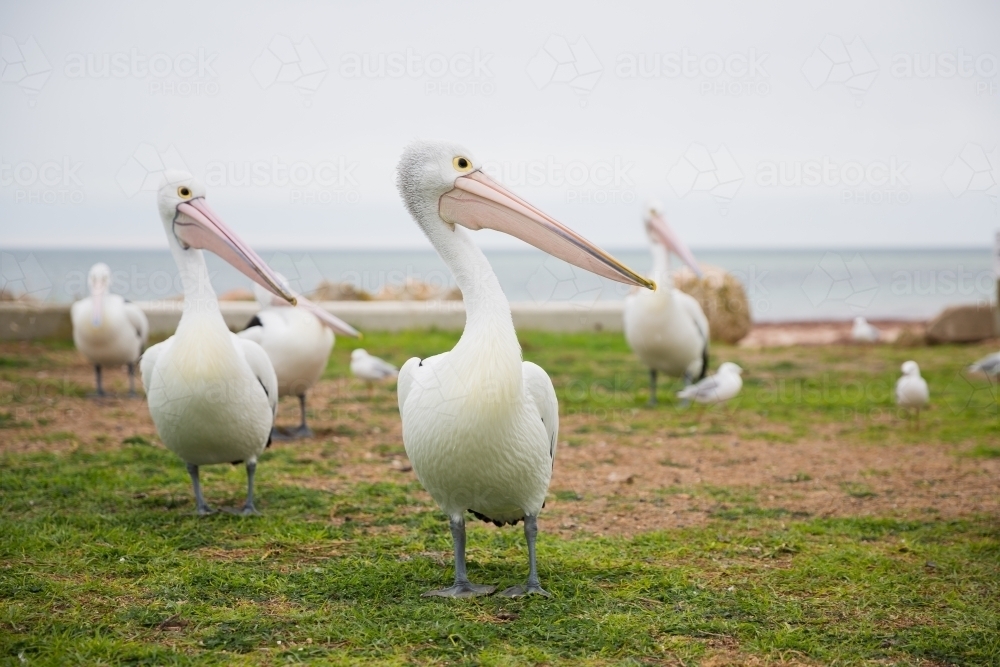 Pelicans looking for fish scraps - Australian Stock Image