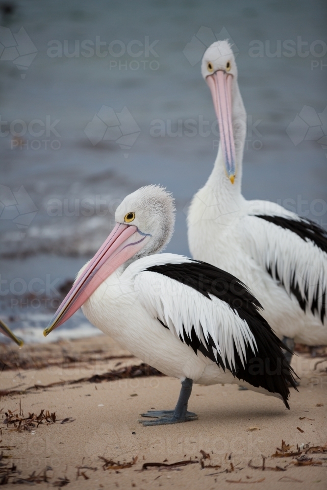 Pelicans on beach - Australian Stock Image