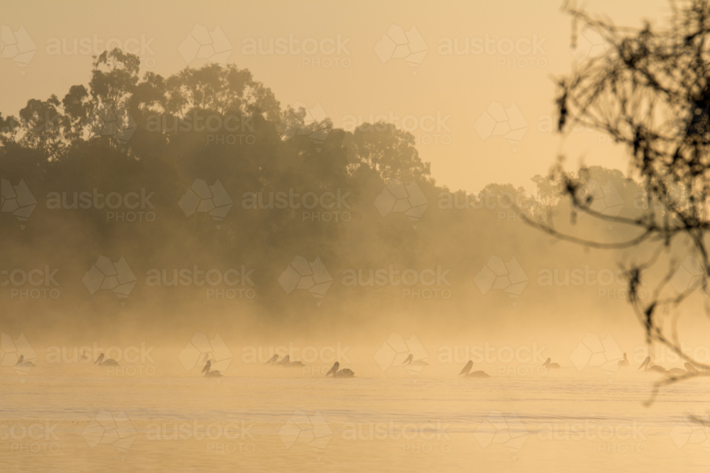 Pelicans on river at sunrise - Australian Stock Image