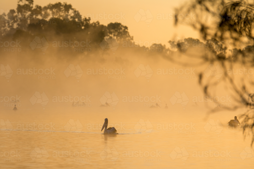 Pelicans on river at sunrise - Australian Stock Image